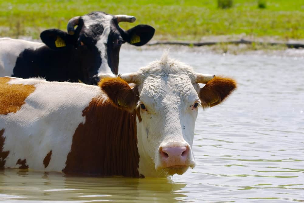 Can Cows Swim? (Answer May Surprise You)