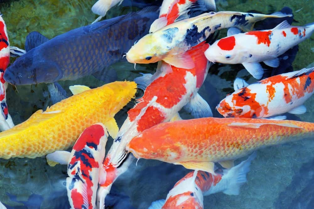 Why Are Koi Fish So Expensive? (Top 10 Reasons)