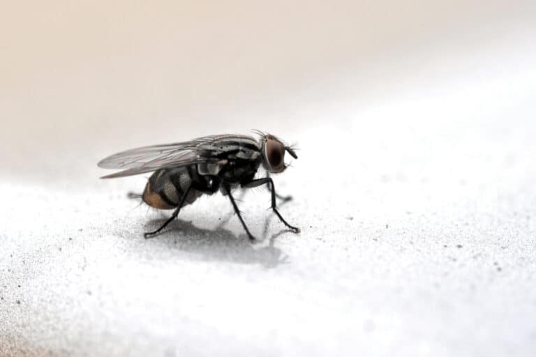 Why Are Flies So Annoying? (Top 10 Reasons)