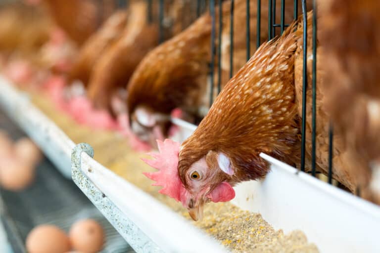 Why Are My Chickens Not Laying Eggs? (10 Potential Reasons)