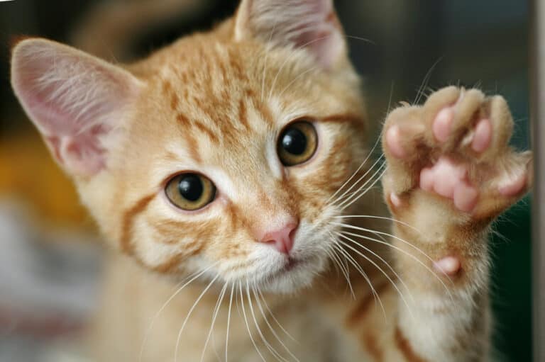 How Much Are Cats At PetSmart? (Explained)