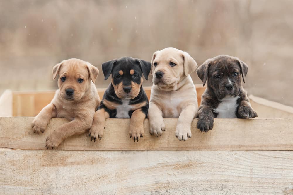 Why Is PuppySpot So Expensive? (Top 10 Reasons)