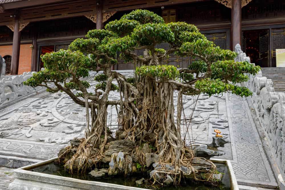 Why Are Bonsai Trees So Expensive? (Top 10 Reasons)