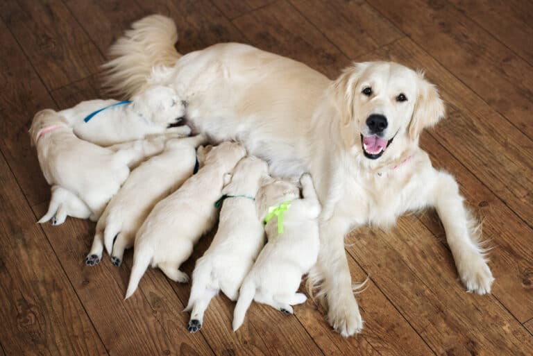 Why Is PuppySpot So Expensive? (Top 10 Reasons)