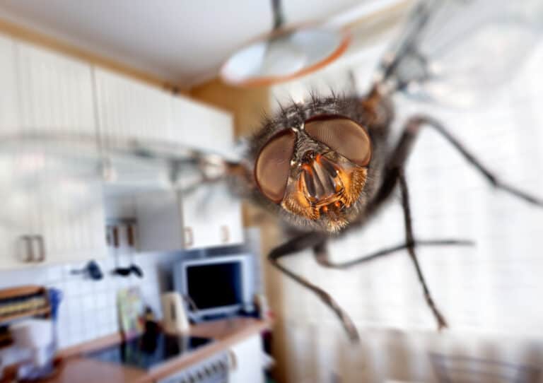 How High Can Flies Fly? (Everything To Know)