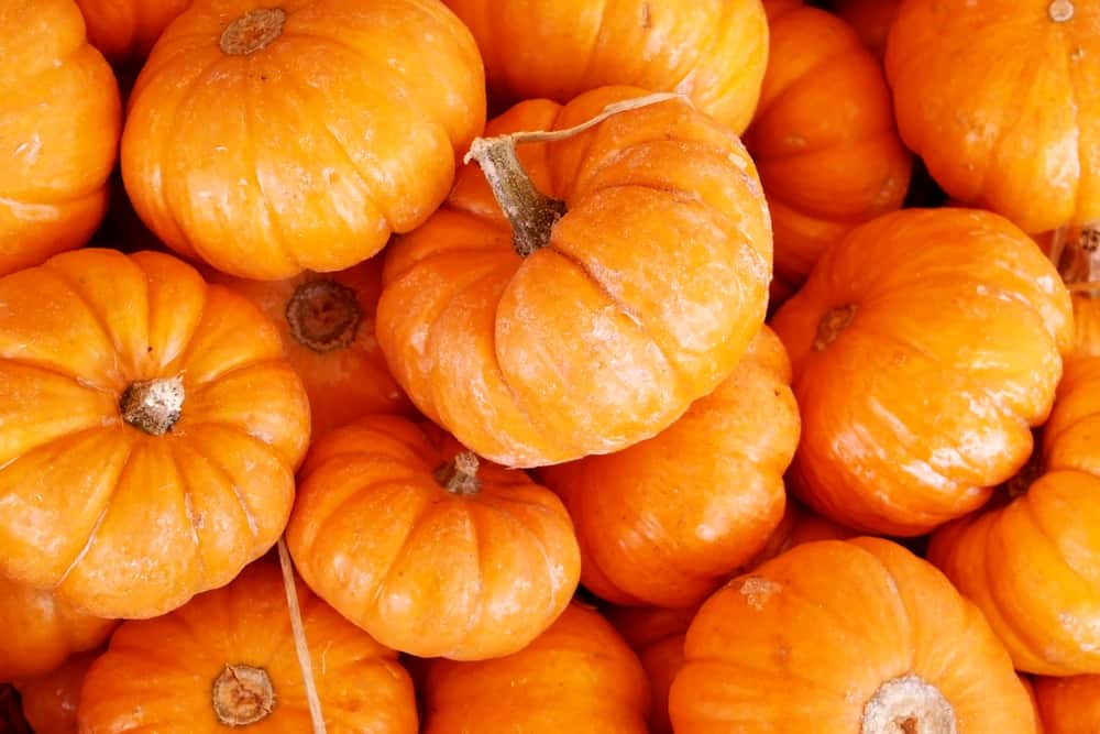 Can You Buy Pumpkins With EBT? (Updated 2023)