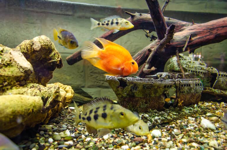 What Is PetSmart’s Fish Return Policy? (Updated 2023)