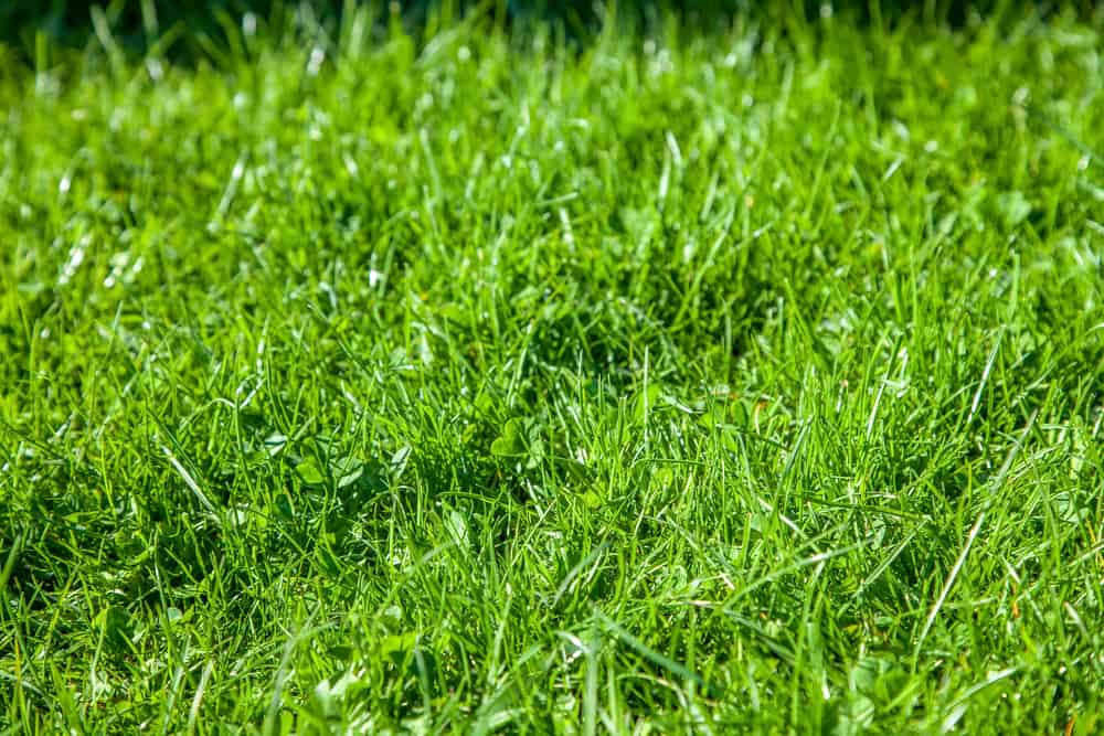 Why Is Grass Seed So Expensive? (Top 10 Reasons)