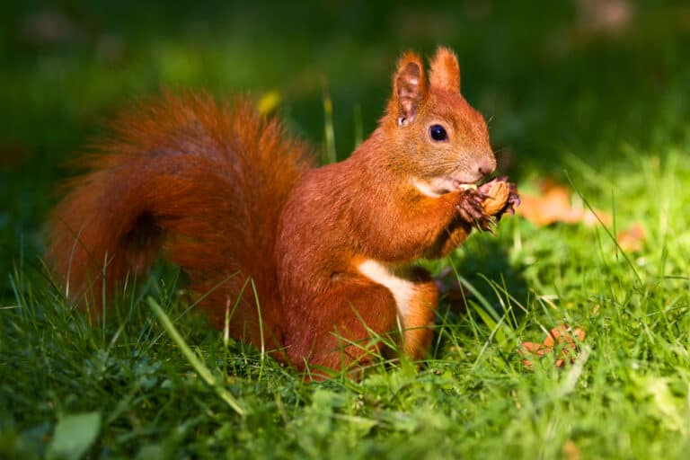 Do Squirrels Play Dead? (Explained)
