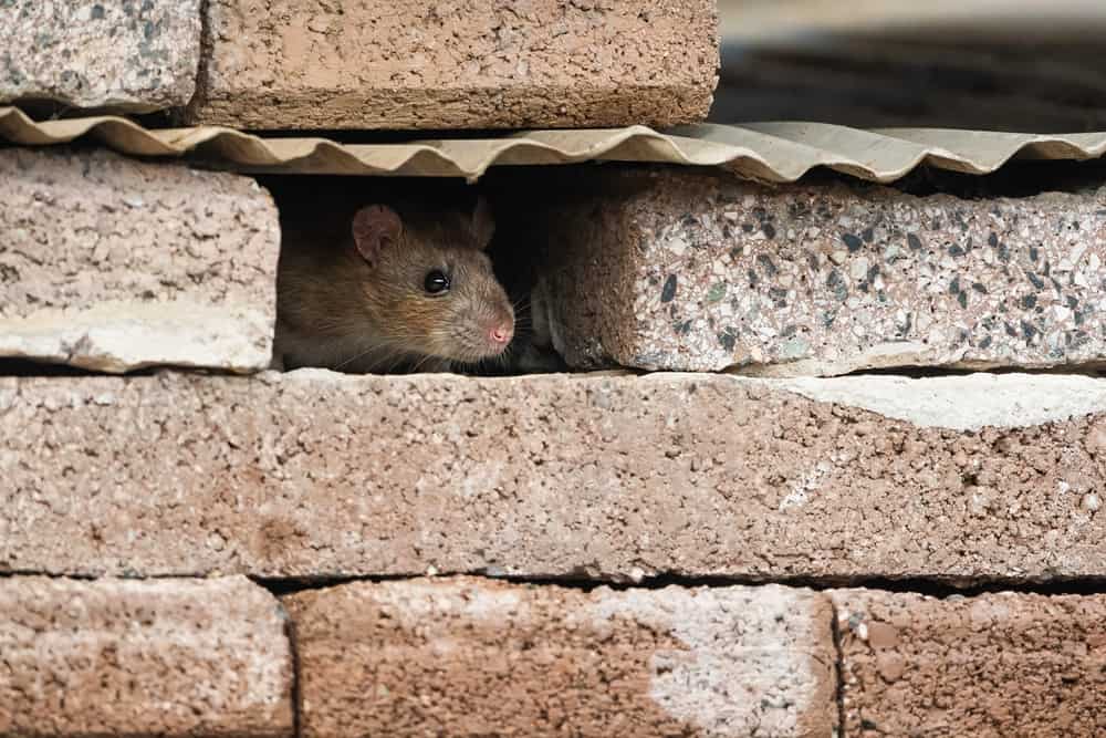 Can Mice Climb Walls? (Explained)