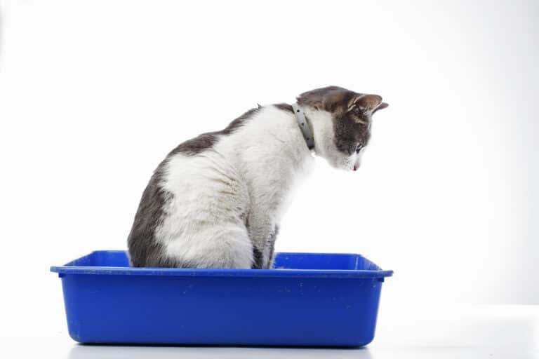 Why Is My Cat Lying In The Litter Box? (10 Potential Reasons)