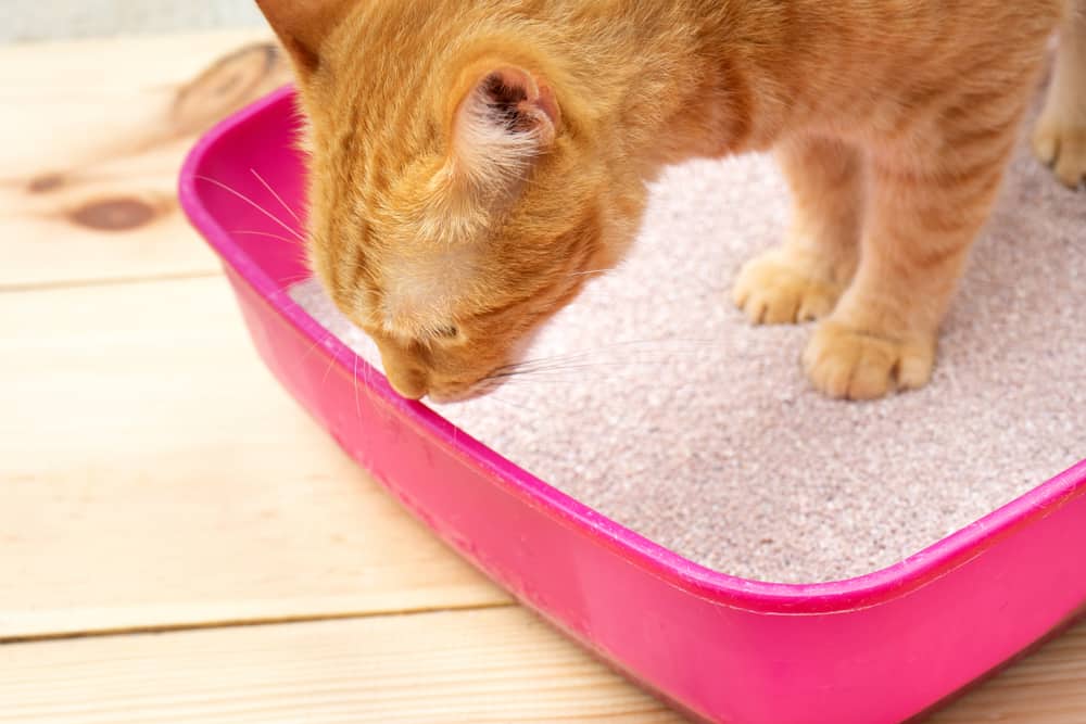 Why Is My Cat Lying In The Litter Box? (10 Potential Reasons)