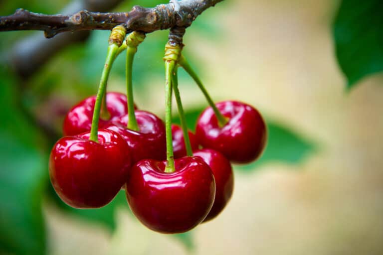 Why Are Cherries So Expensive? (Top 10 Reasons)