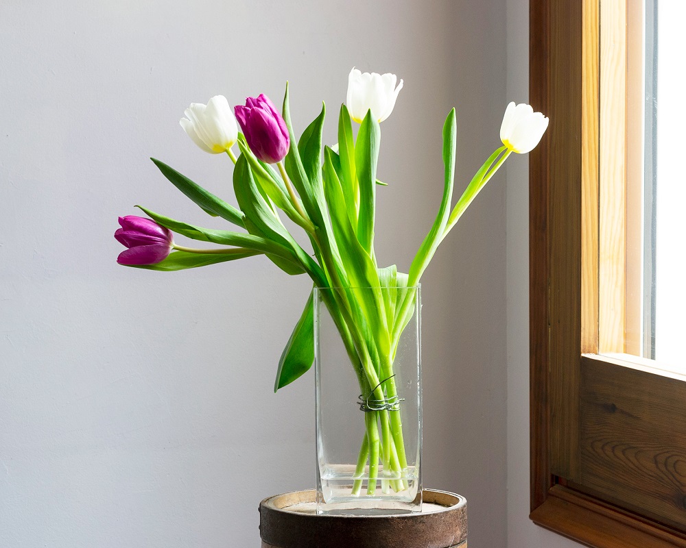 Bulbos de tulipán cómo tener unos tulipanes preciosos