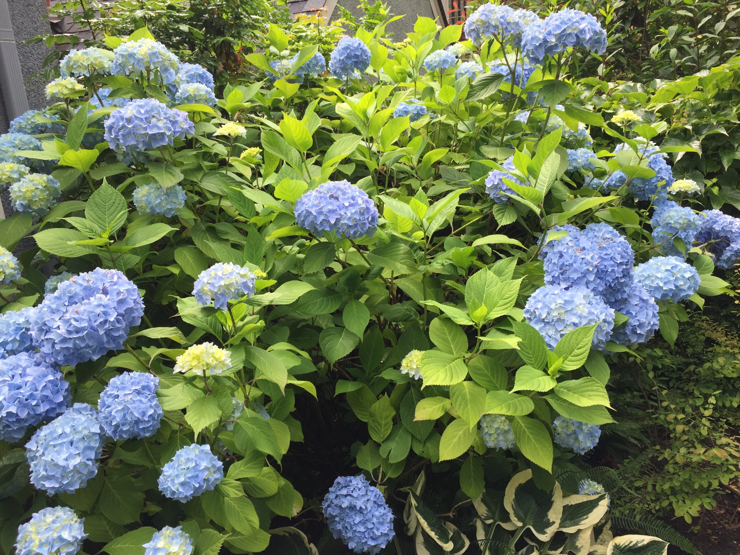 Blue Hydrangeas The Common