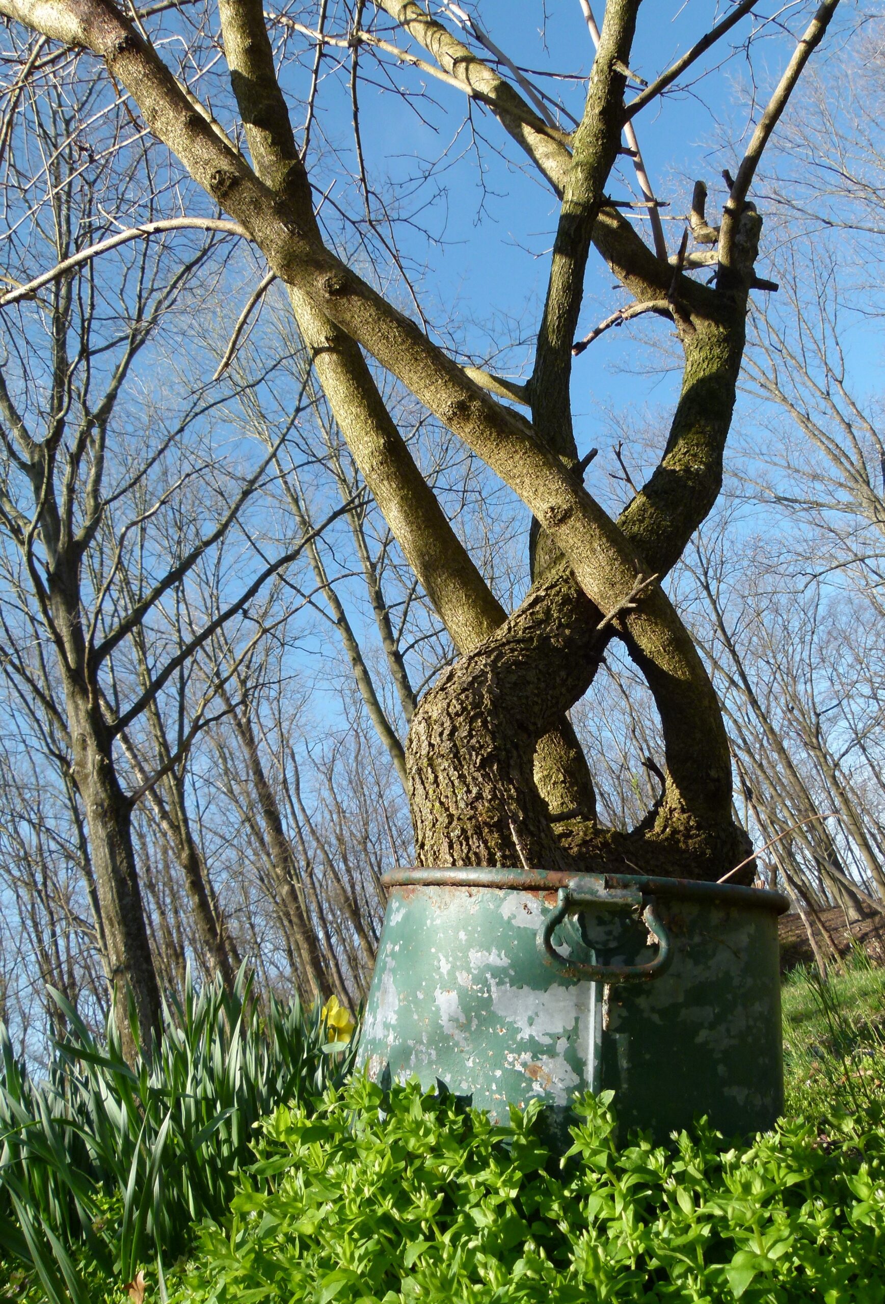 Ugly Trees The Common