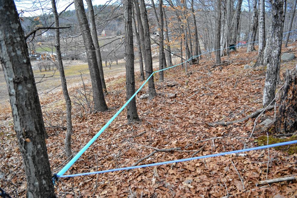 Before sap starts flowing from the maple trees, you’ve got to tap The