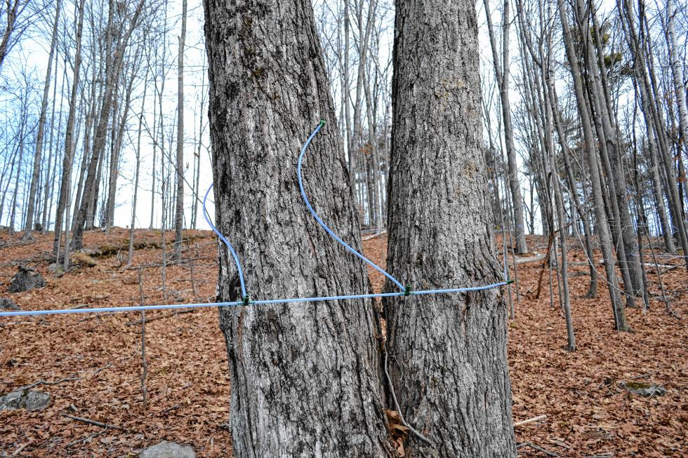 Before sap starts flowing from the maple trees, you’ve got to tap The