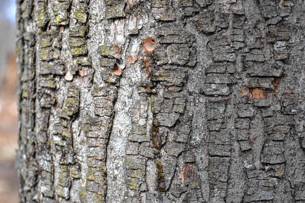 Before sap starts flowing from the maple trees, you’ve got to tap The