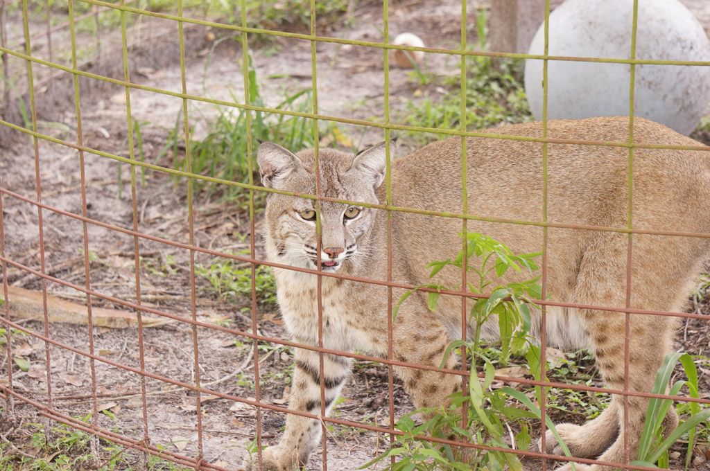 Big Cat Rescue Review Tampa, FL Coupon Things to Do