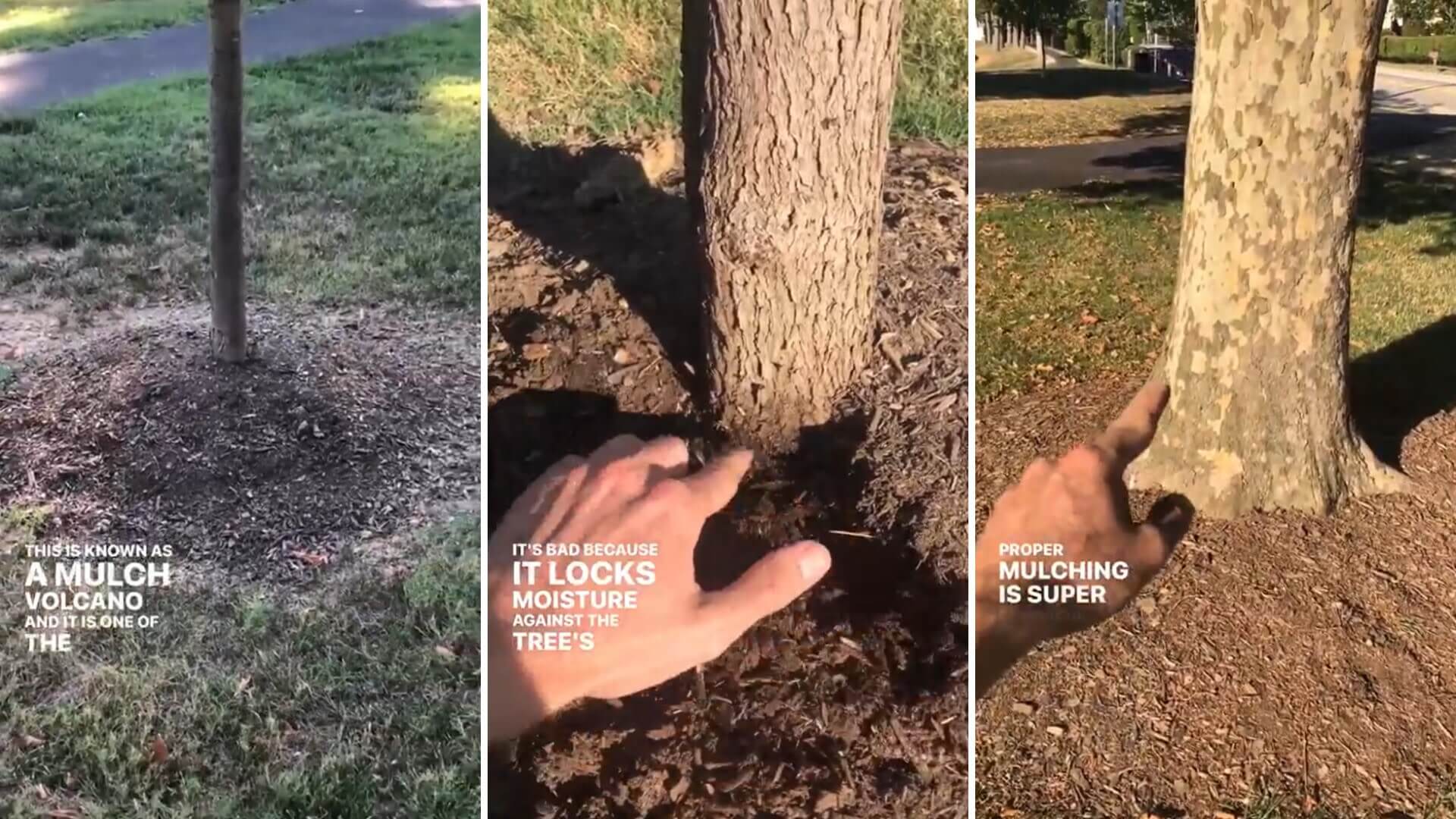 Why are mulch volcanoes bad for trees? This video shows why
