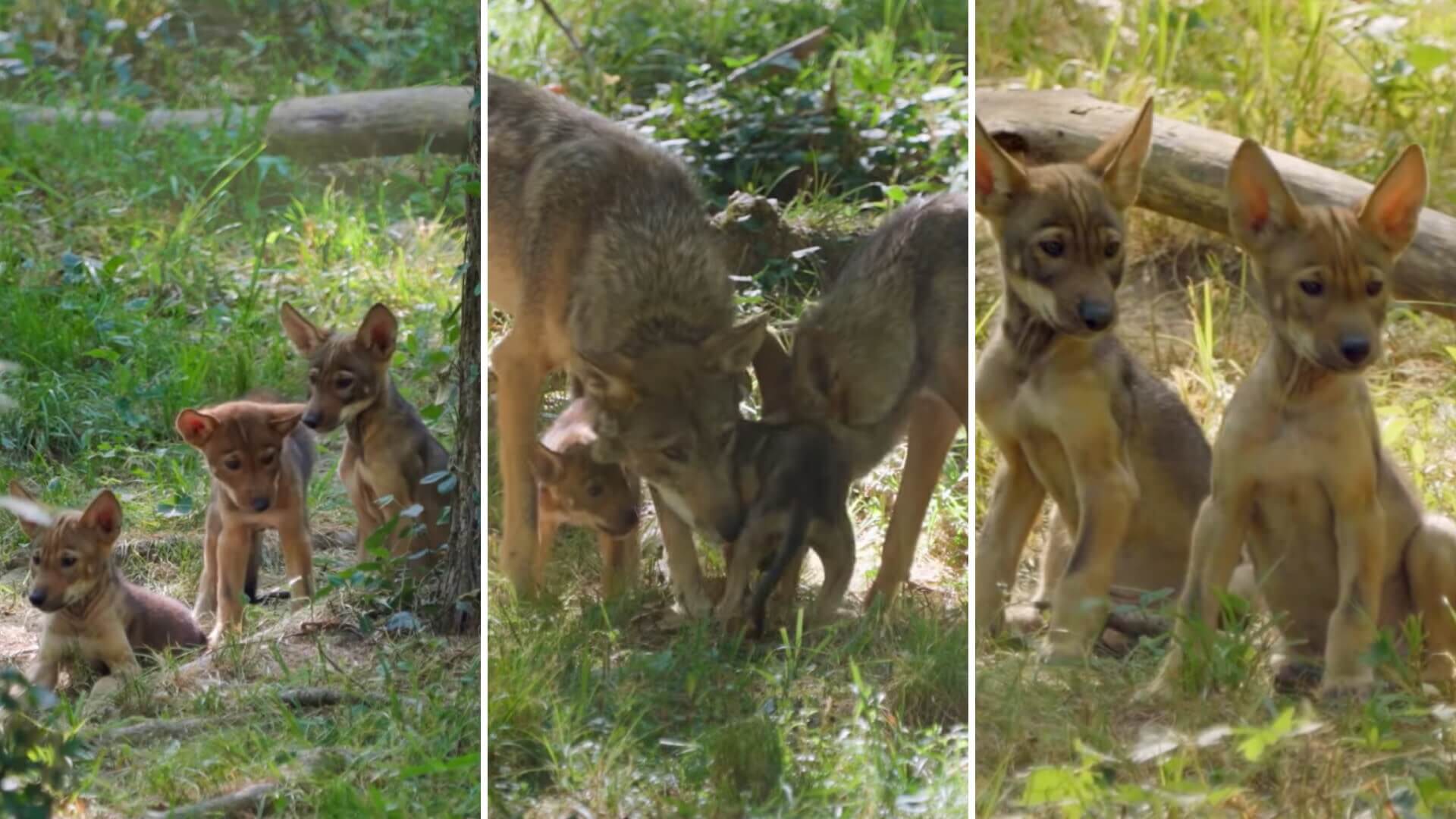 Video shows the crucial fight to save America's rare red wolves