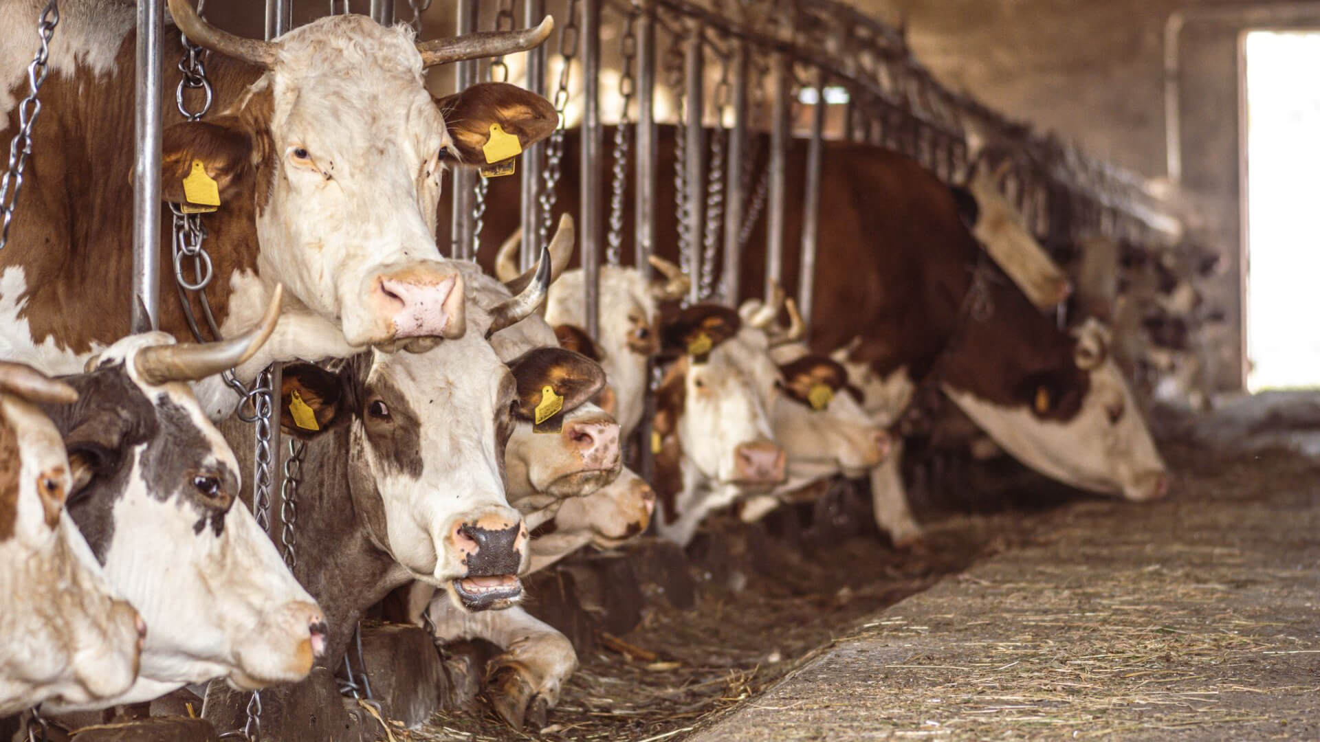 How does animal agriculture contribute to global warming?