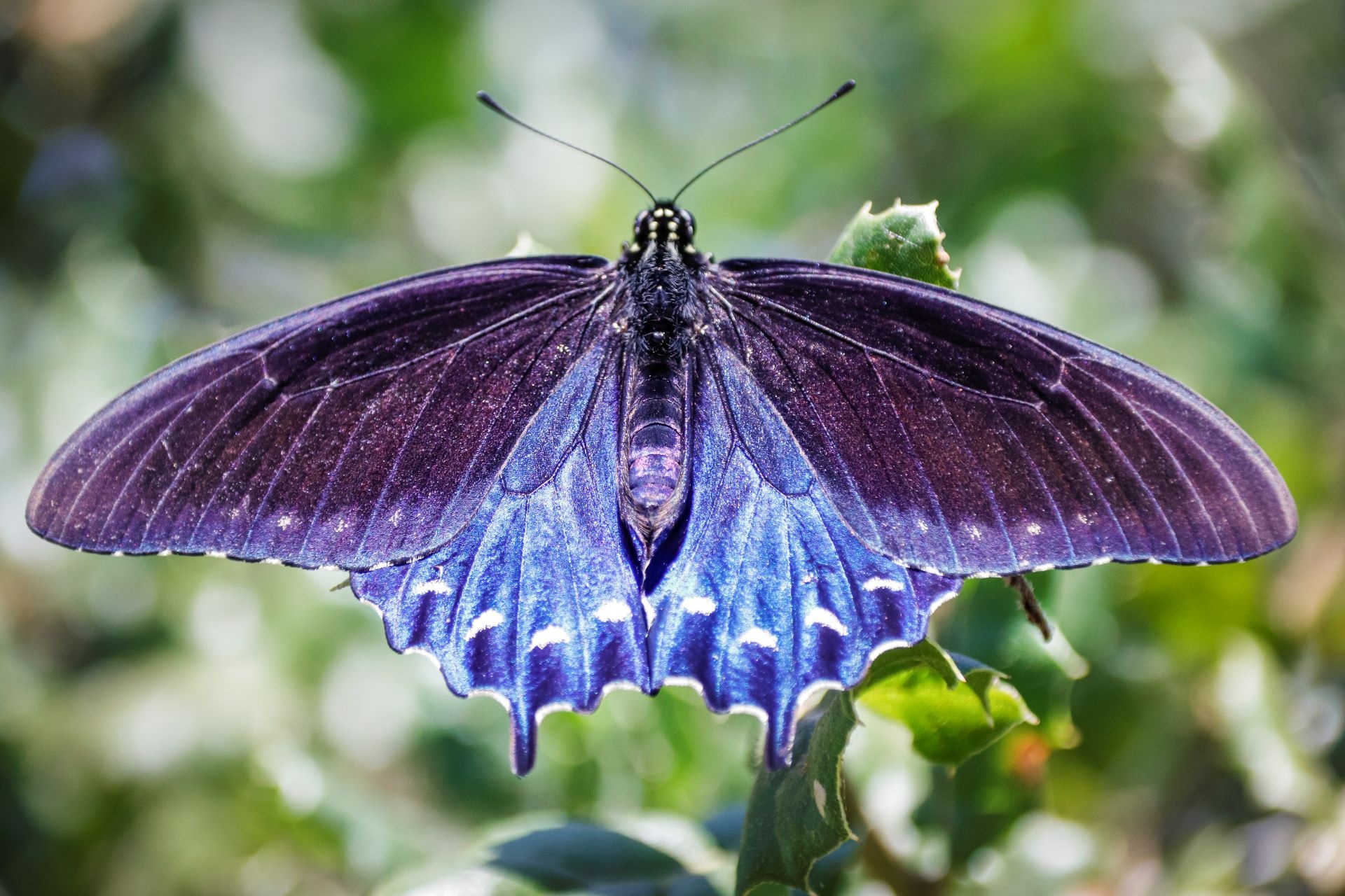 Man singlehandedly saves rare pipevine swallowtail butterfly