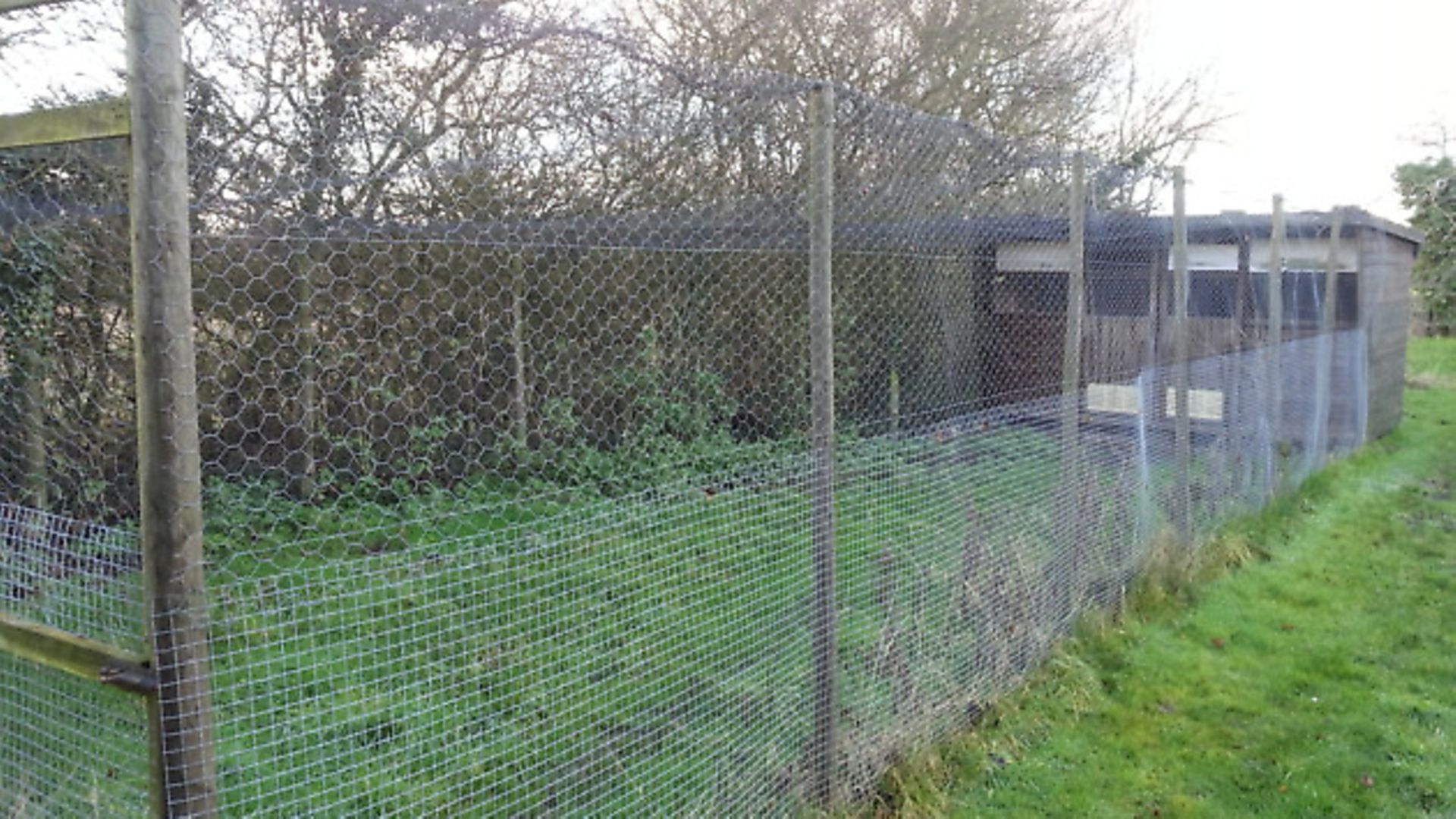 Security and fencing for your chickens Country Smallholding