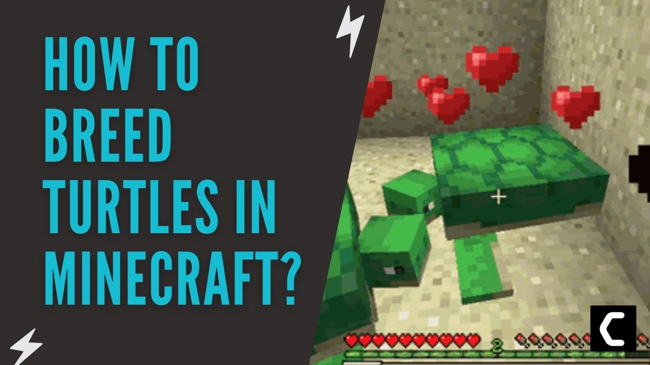 How To Breed Turtles in Minecraft? Quick Guide [2024]