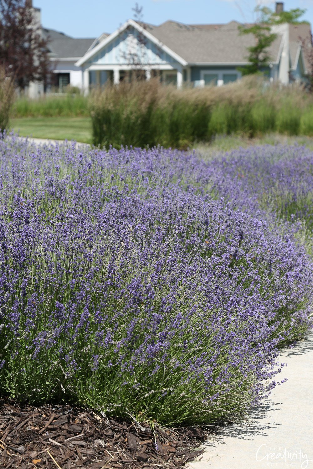 Ornamental Grasses The Every Garden Plant The Creativity