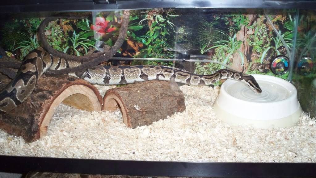 Best Substrate for Ball Pythons and other Common Snakes The Critter Depot