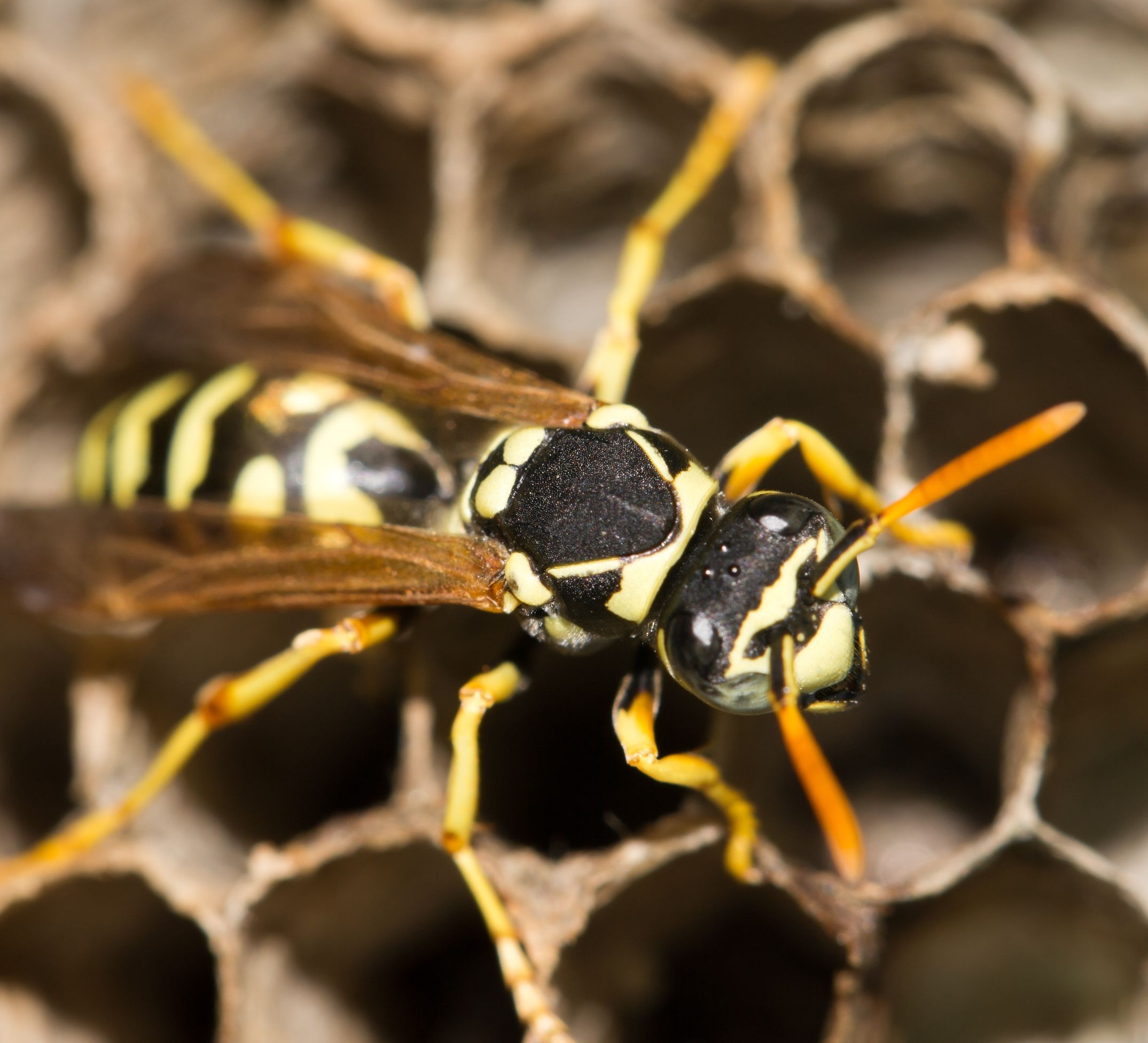 How to Build and Bait Wasp Traps for Your Home The Cutting Edge Roofing