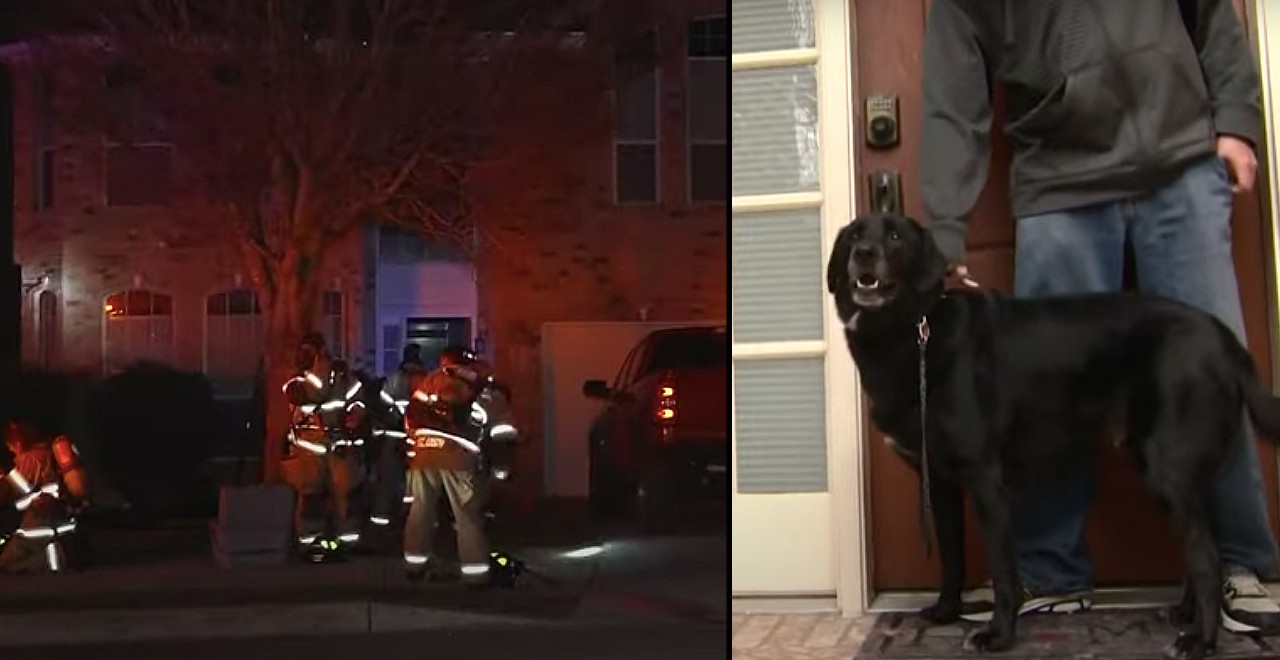 Dog Named Captain America Wakes Family During House Fire