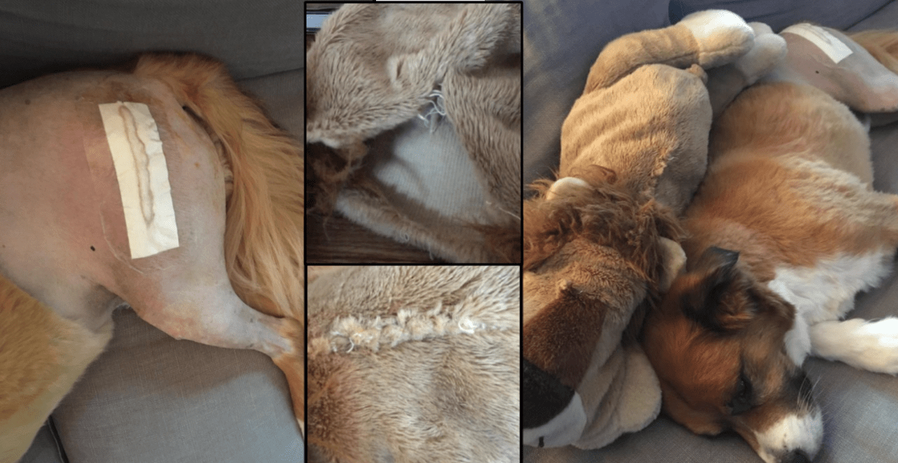 Chris Evans Stitches up Dog's Favorite Toy After His Surgery