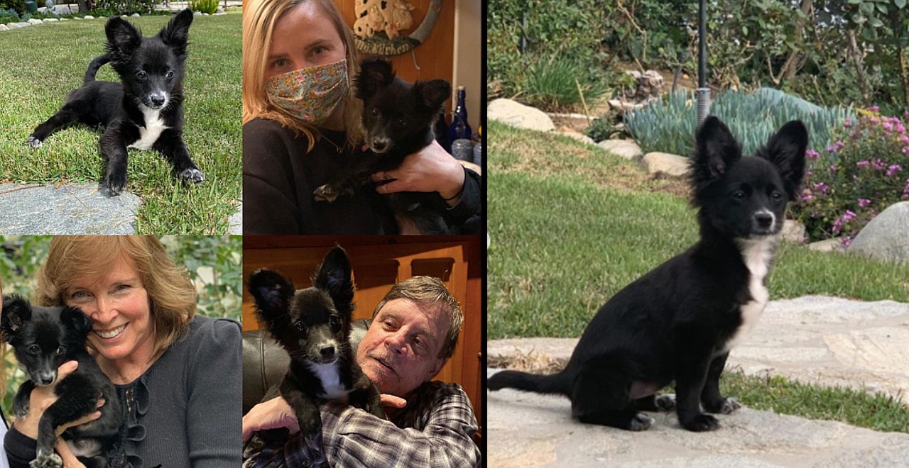 Mark Hamill’s Family Newest Rescue Dog, Molly Mae