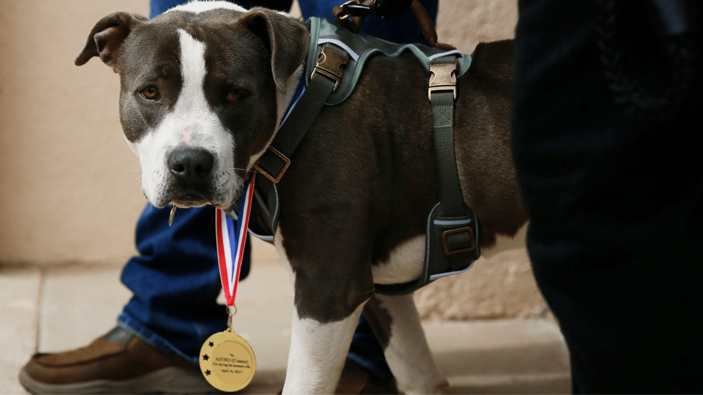 Hero Pitbull Saves Owner's Life, Wins Award