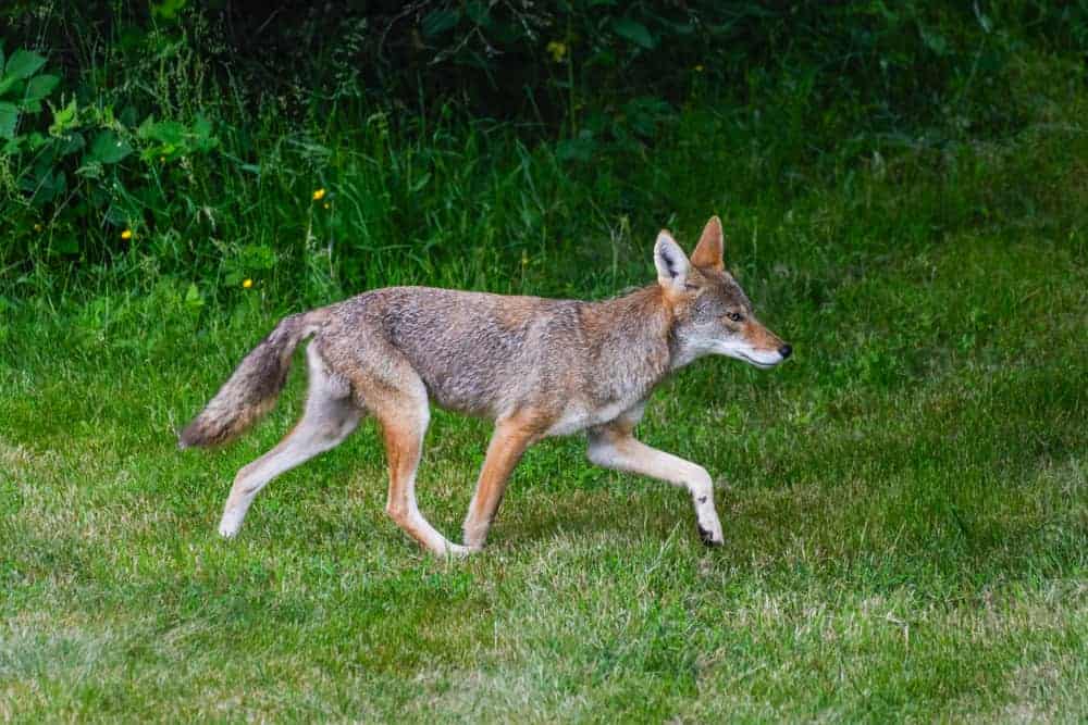 19 Tips to Live Trapping Coyotes