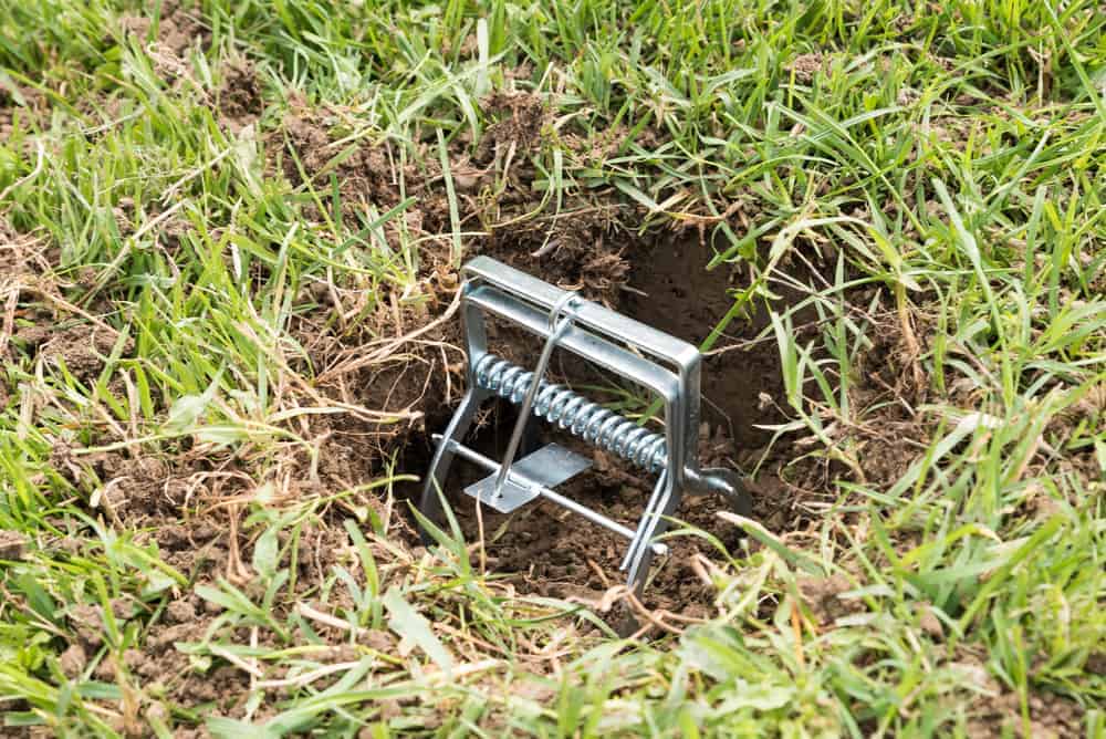 9 Different Types of Animal Traps