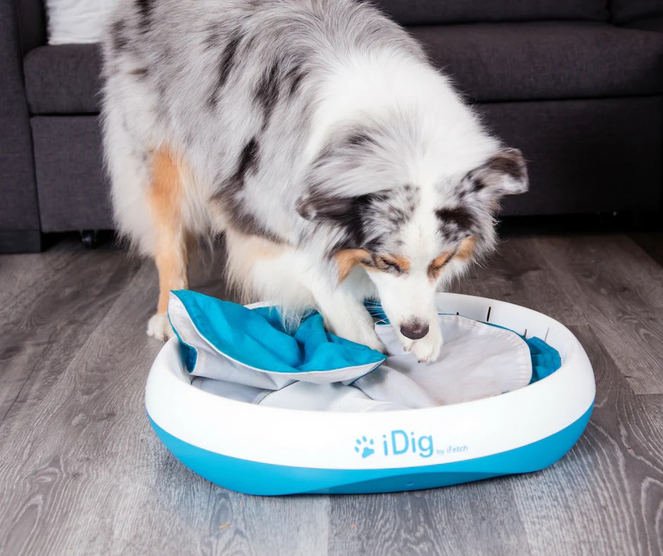 Digging Toys For Dogs Can They Prevent Destructive Behavior?
