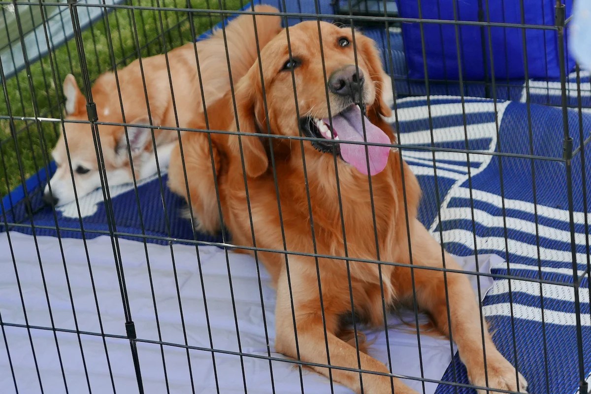 How To Crate Train An Older Dog Is It Possible?