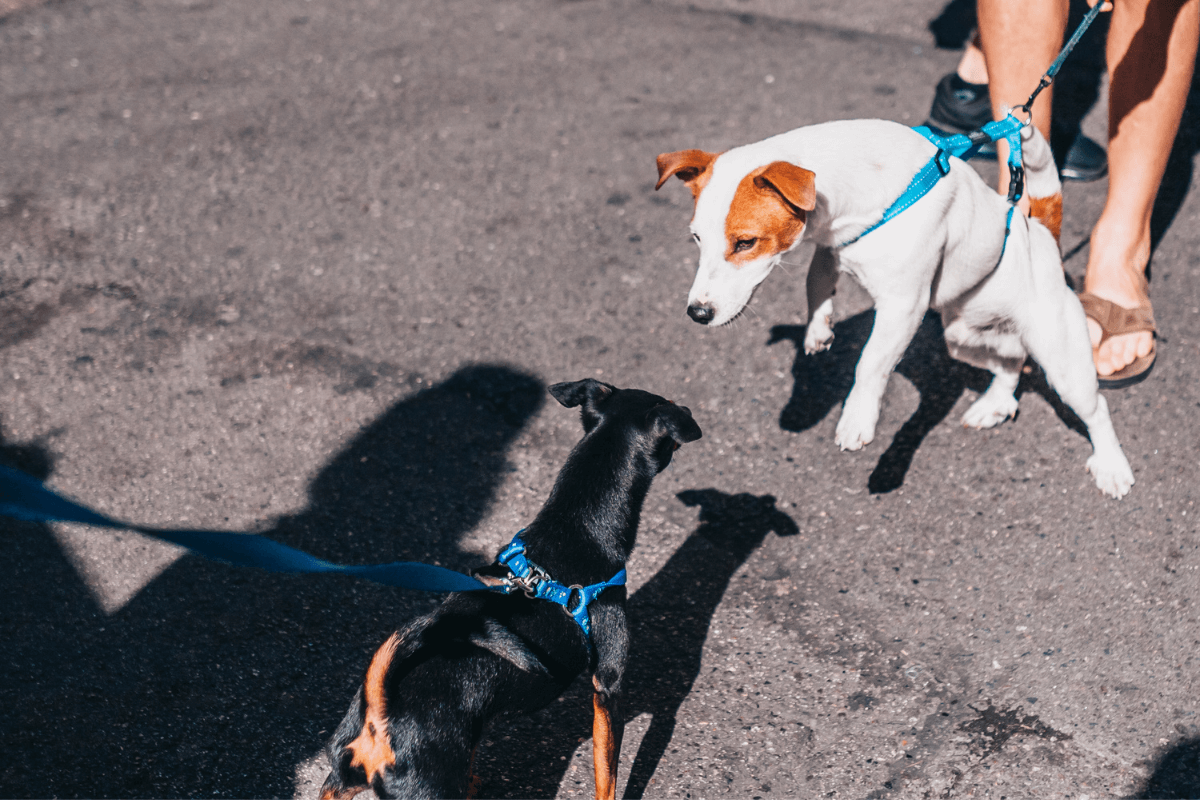 Leash Aggression In Dogs What Causes It? How To Deal With It?