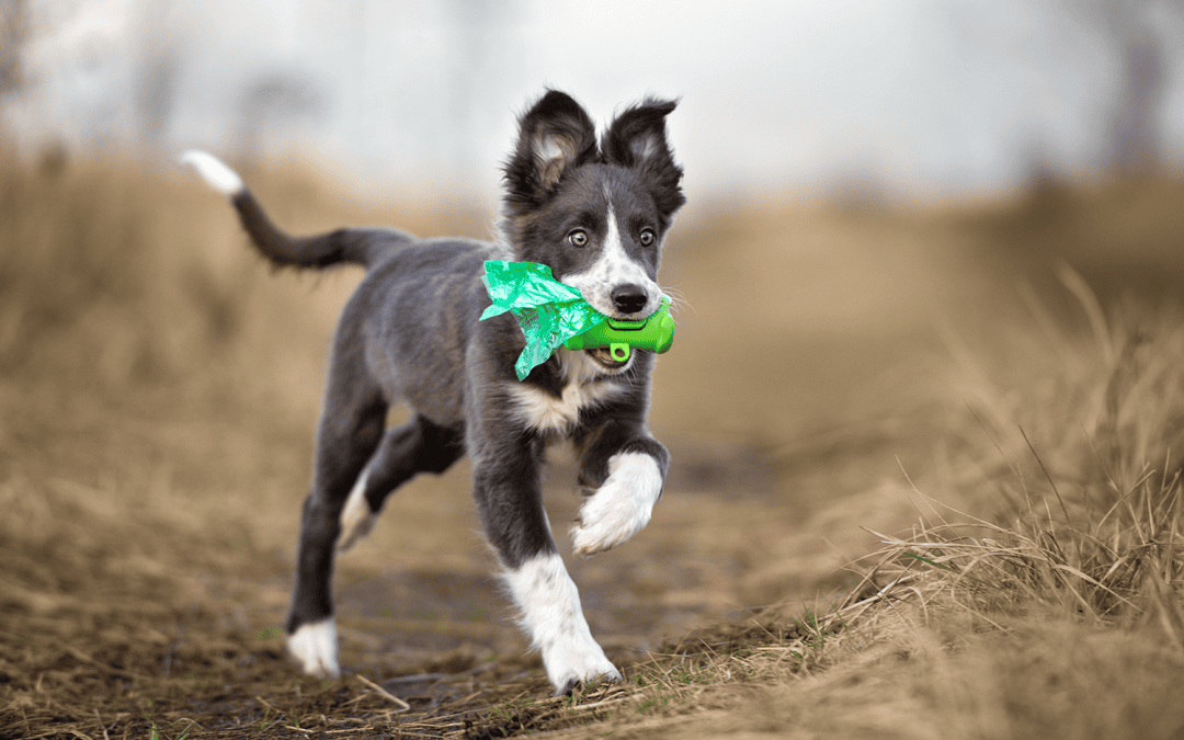 How To Train A Border Collie? Training The Smartest Dog