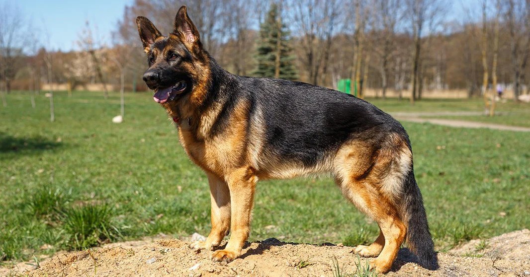 German Shepherd Doberman Mix Even Better Guard Dog And Family Pet