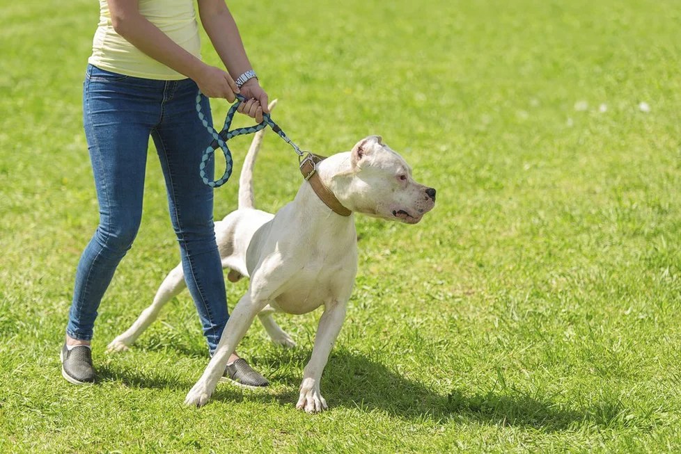 Leash Reactive Dog Understanding Leash Reactivity