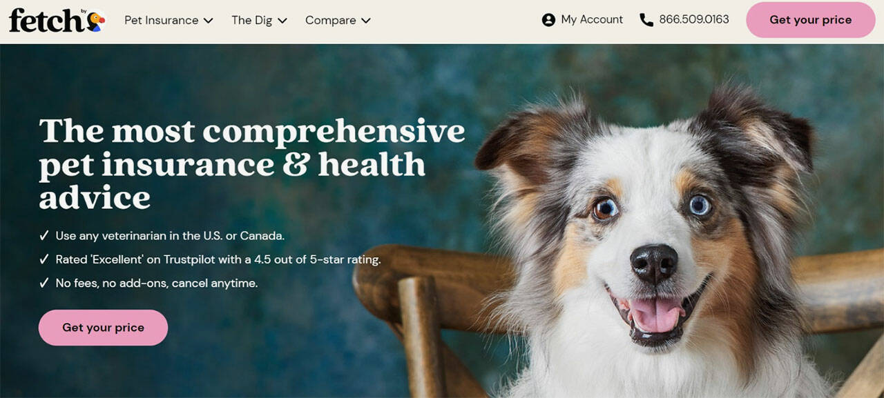 Fetch Pet Insurance Reviews Does It Work? The Daily World