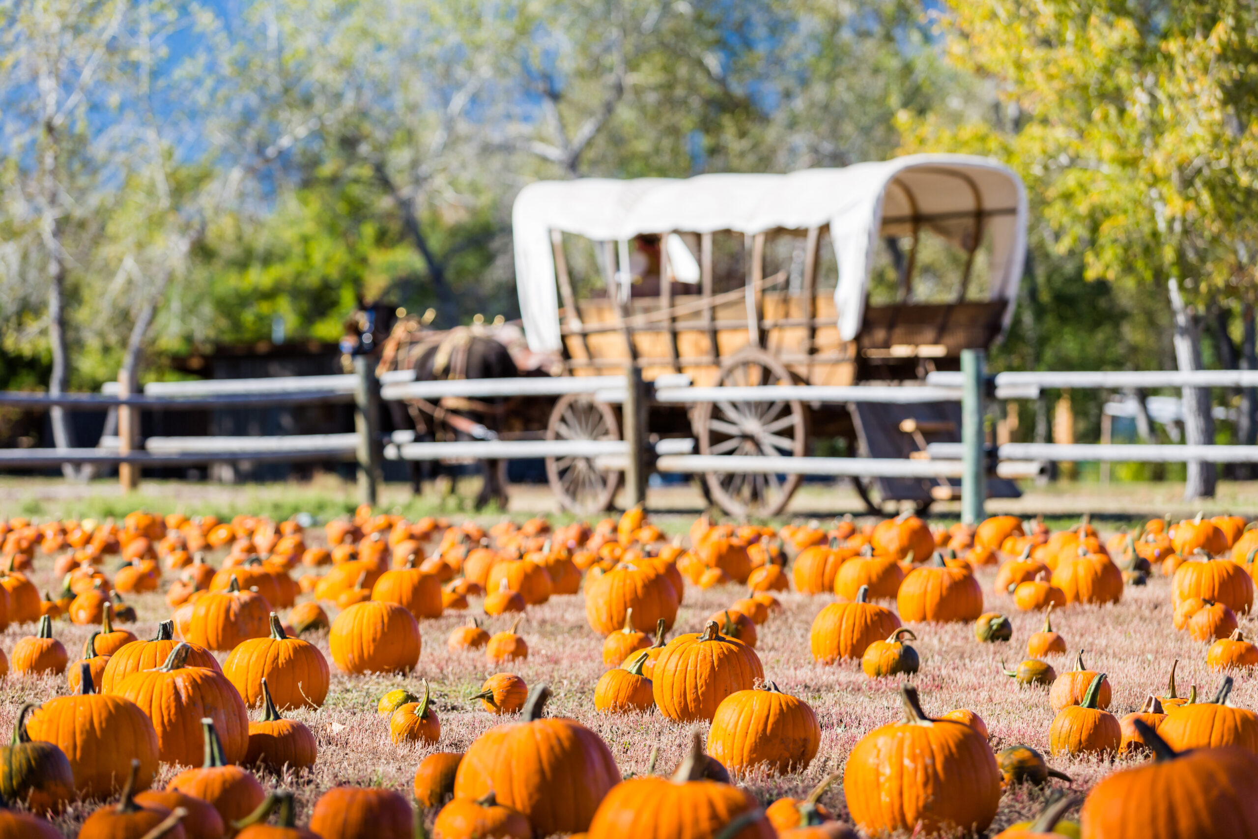 2023 Denver Fall Festivals for Families » The Denver Housewife