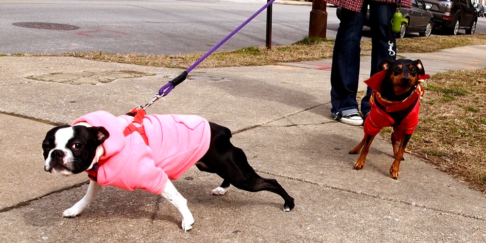 7 Training Tips to Stop a Dog Pulling on a Harness