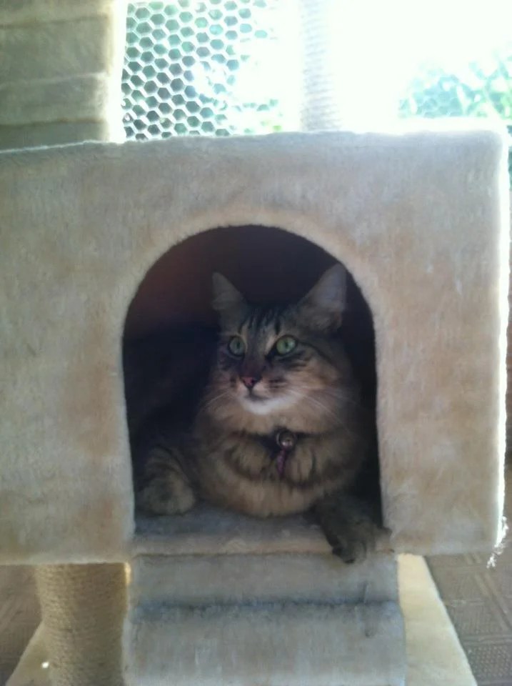 Vet Pets Danielle Veterinarian in Encinitas, CA