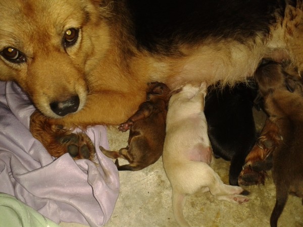 Puppies
